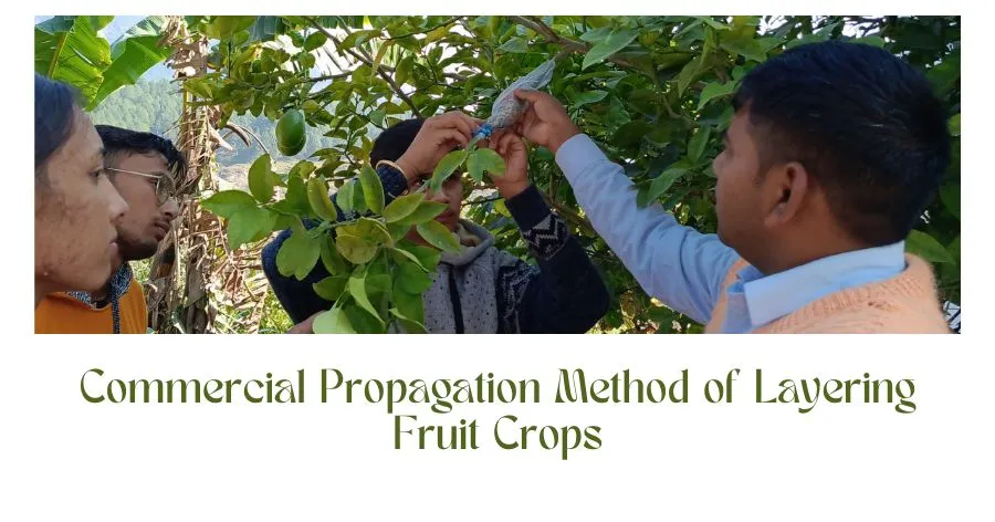 Read more about the article Commercial Propagation Method of Layering Fruit Crop by PGI Pithoragarh BSc Agriculture 1st Semester Students