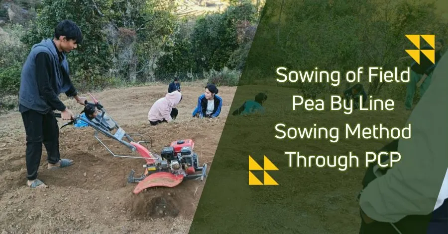 Read more about the article Sowing of Field Pea by Line Sowing Method through PCP By PGI Pithoragarh BSc Agriculture 5th Sem Students at Field No. 3