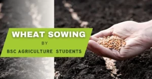 Read more about the article PGI Pithoragarh College BSc Agriculture 5th Semester Students Engage in Wheat Sowing at Field No. 2
