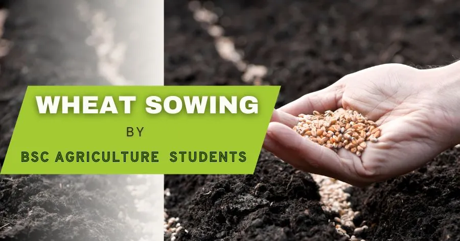Read more about the article PGI Pithoragarh College BSc Agriculture 5th Semester Students Engage in Wheat Sowing at Field No. 2