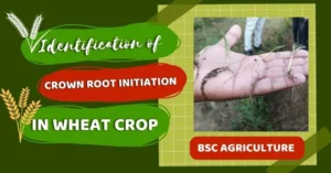 Read more about the article Identification of Crown Root Initiation in Wheat Crop by PGI Pithoragarh BSc Agriculture Students
