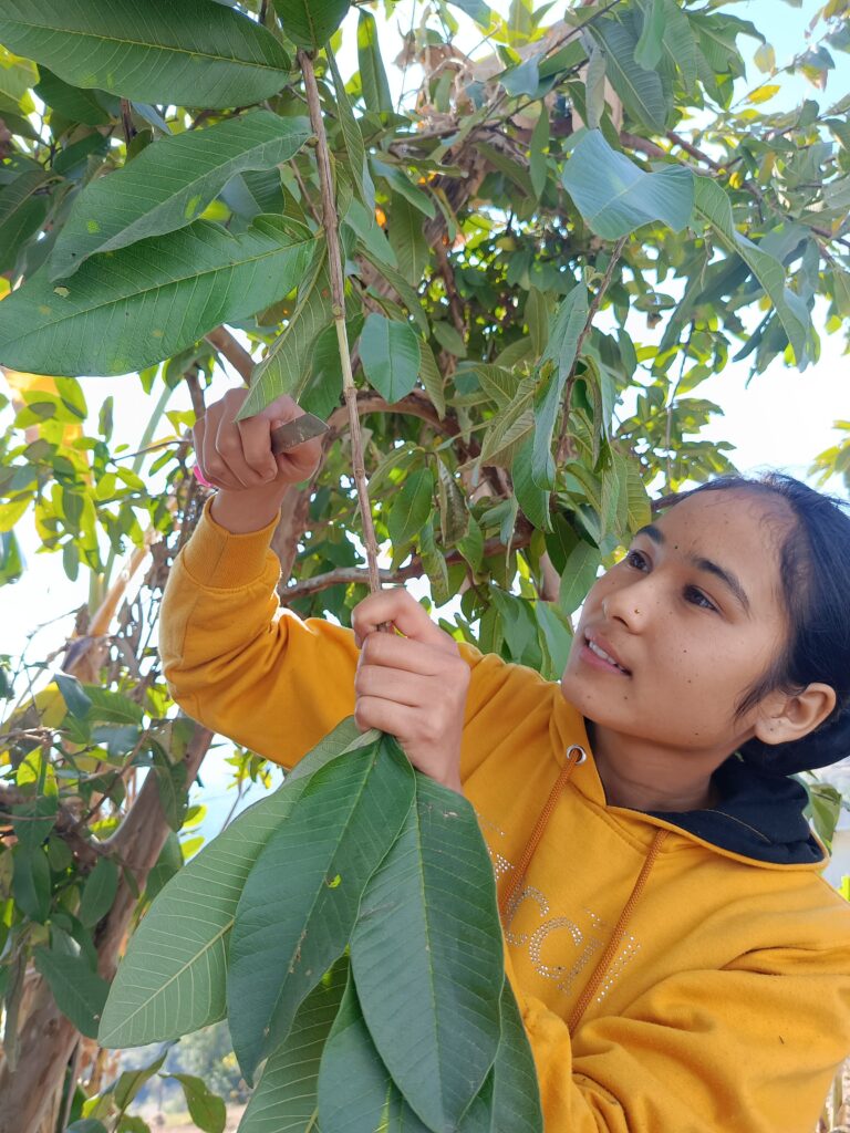 PGI Pithoragarh BSc agriculture students performs commercial propagation method of layering