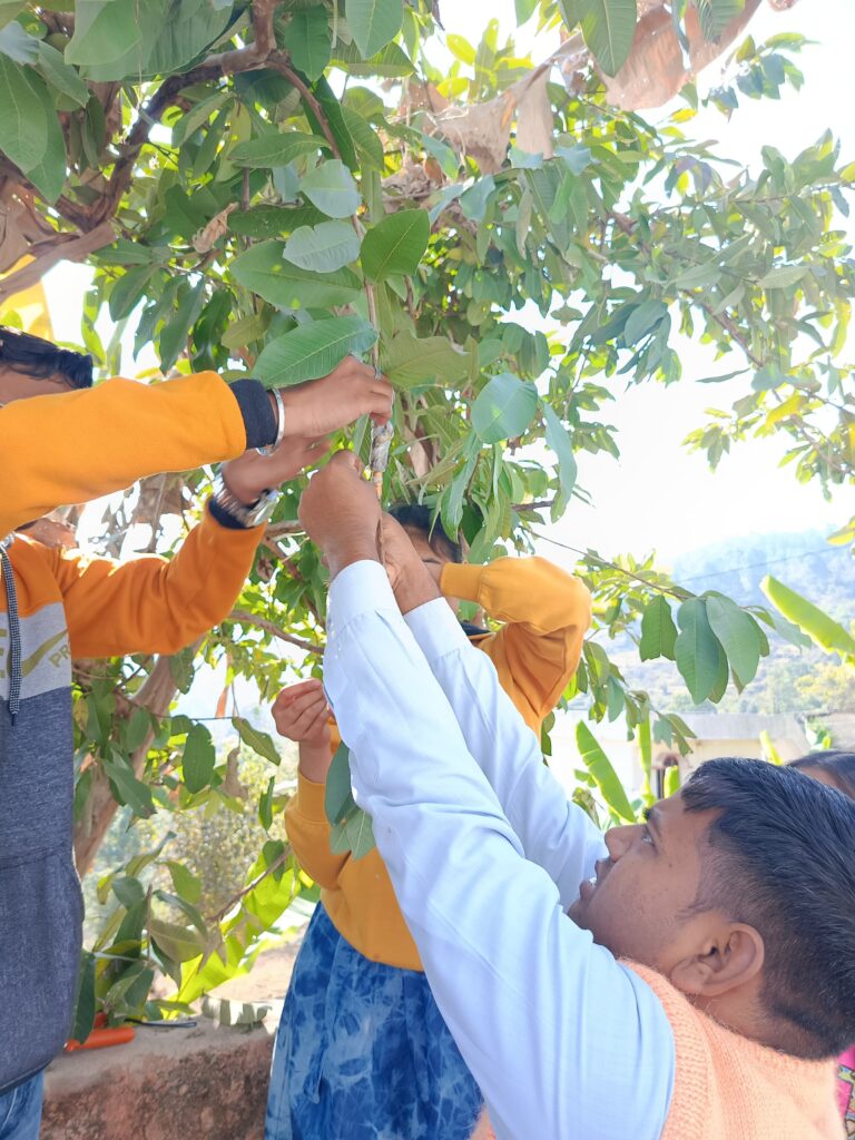 PGI Pithoragarh BSc agriculture students performs commercial propagation method of layering