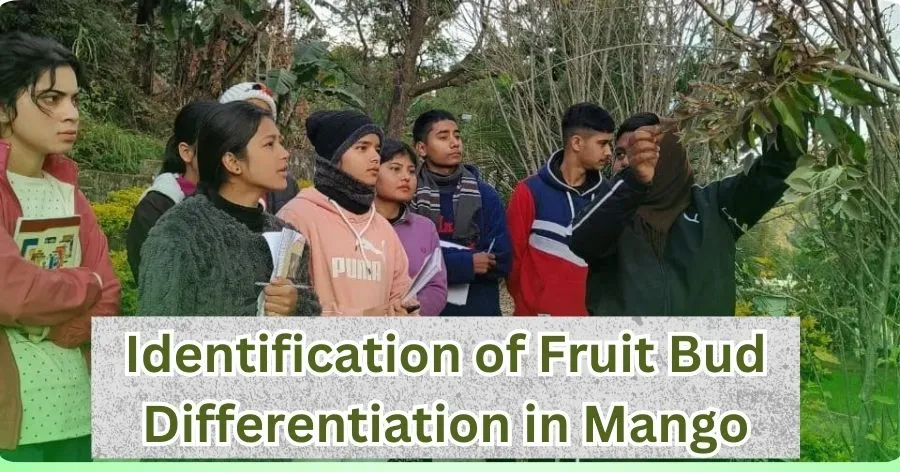 Read more about the article Identification of Fruit Bud Differentiation in Mango by PGI Pithoragarh BSC Agriculture students