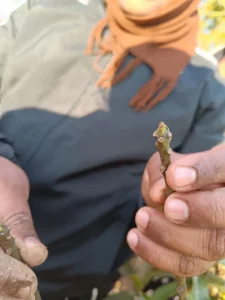 Identification of Fruit Bud Differentiation in Mango by PGI Pithoragarh BSC Agriculture students