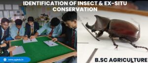 Read more about the article Identification of Insects and Ex-Situ Preservation Using Ethyl Alcohol – Practical Activity